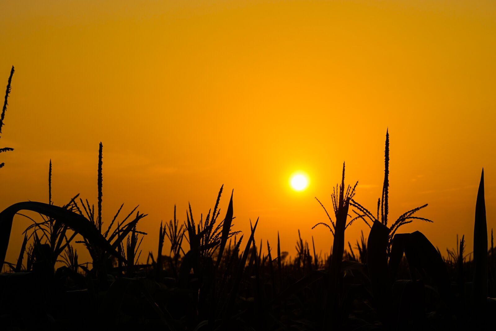 Sony a7 sample photo. The sun, corn, neck photography