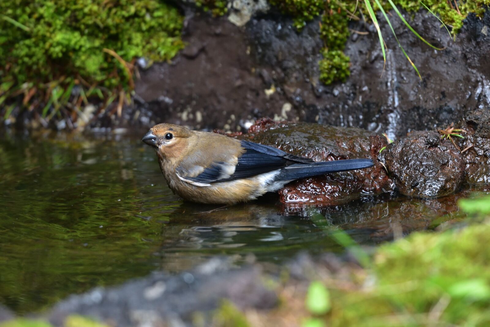 Nikon D810 sample photo. Natural, bird, wild animals photography