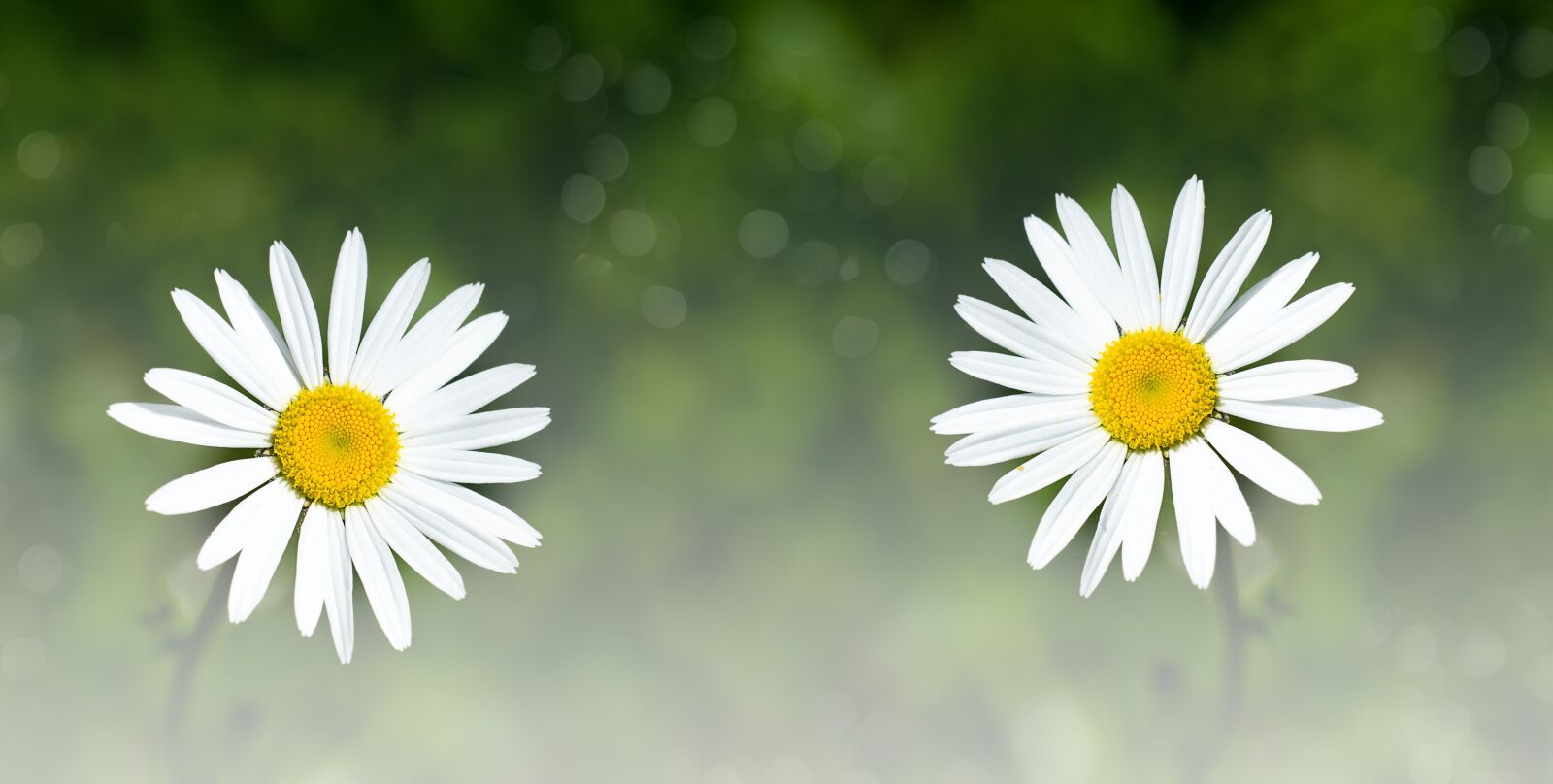 Nikon D7100 sample photo. Daisies, two, flowers photography
