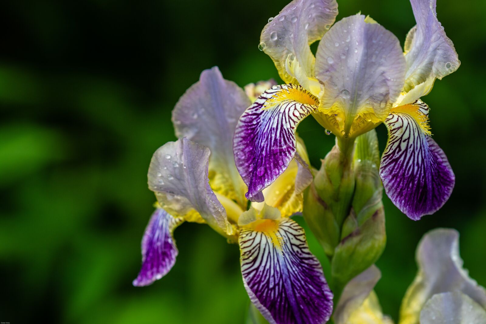 Canon EOS 7D Mark II sample photo. Iris, raindrop, wet photography