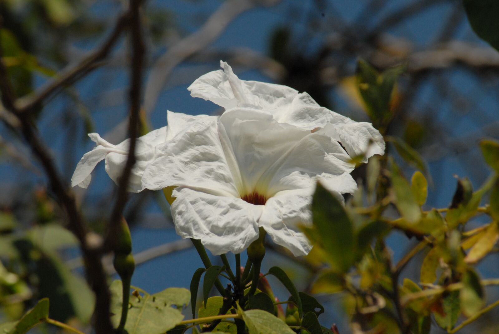 Nikon D200 sample photo. Wild, flora, cazahuate photography