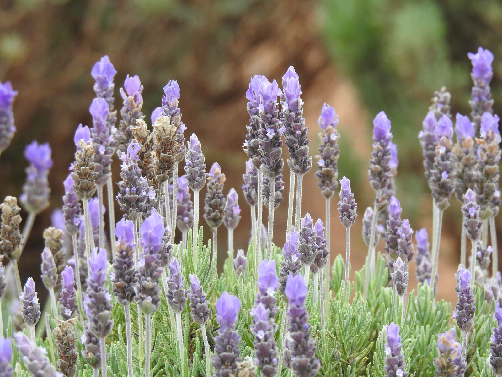 Nikon Coolpix P900 sample photo. Lavender, farm, bee photography