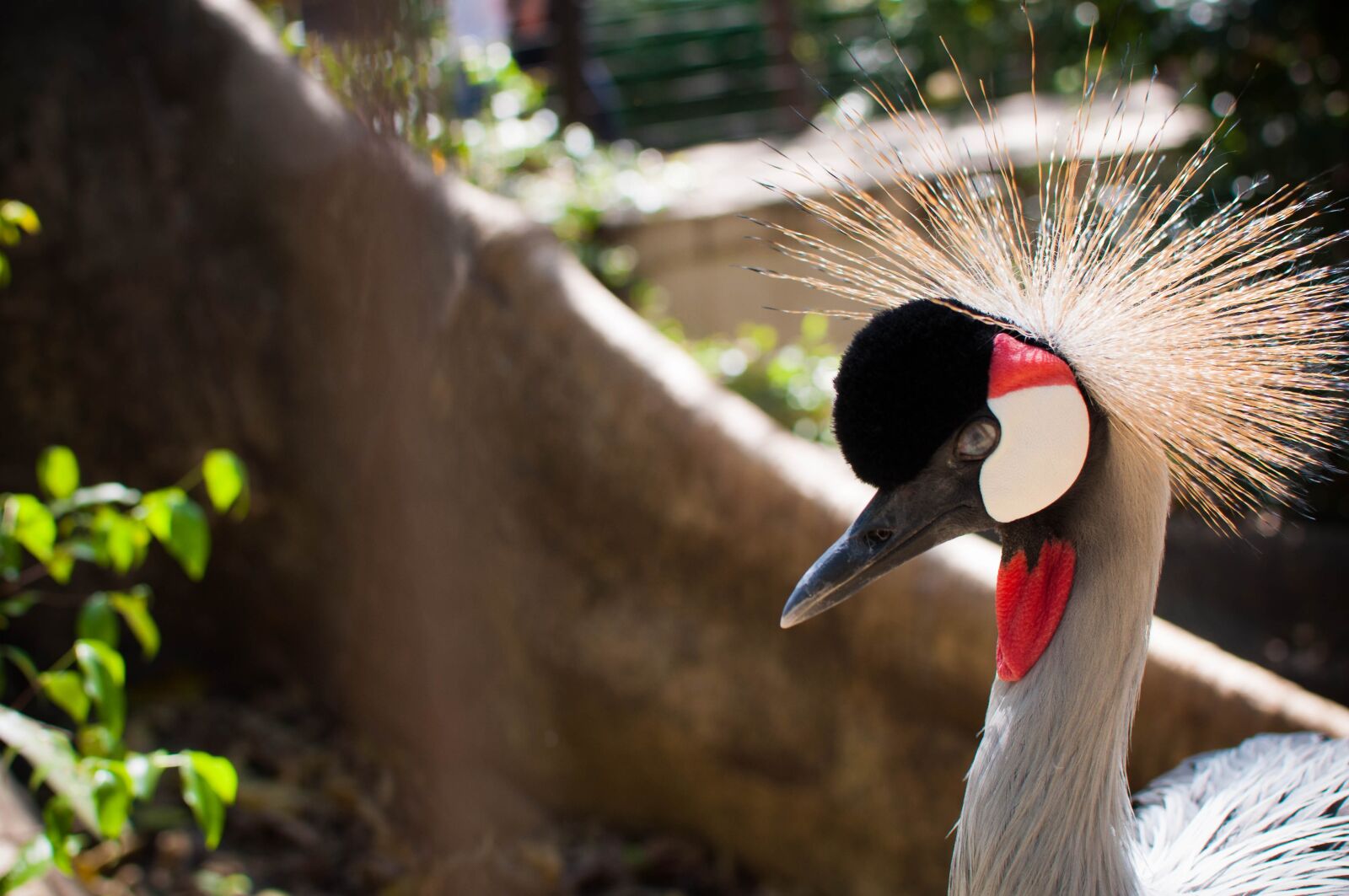 Nikon D90 sample photo. Bird, zoo, grou photography