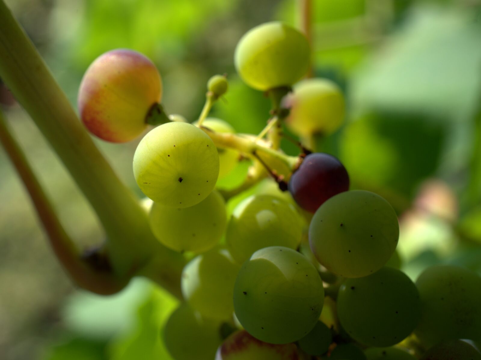Sony FE 50mm F2.8 Macro sample photo. Grapes, winegrowing, vine photography