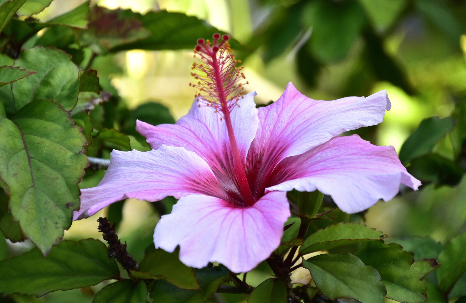Nikon D7200 sample photo. Flowers, garden, nature photography