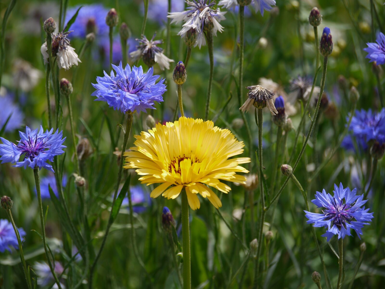Panasonic Lumix DMC-G1 sample photo. Marigold, cornflowers, sunny photography