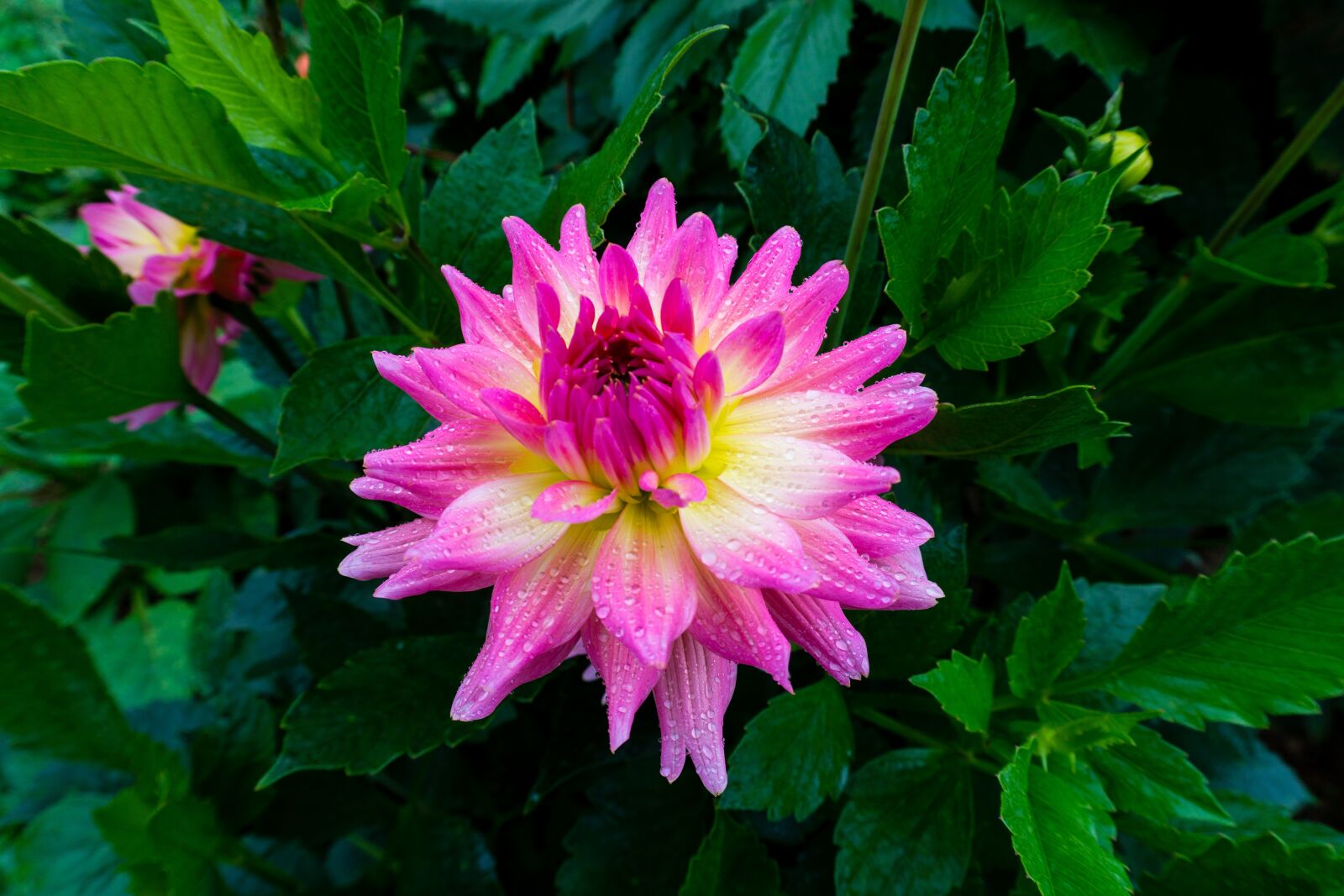 Sony a6000 sample photo. Flower, chrysanthemums, floral photography