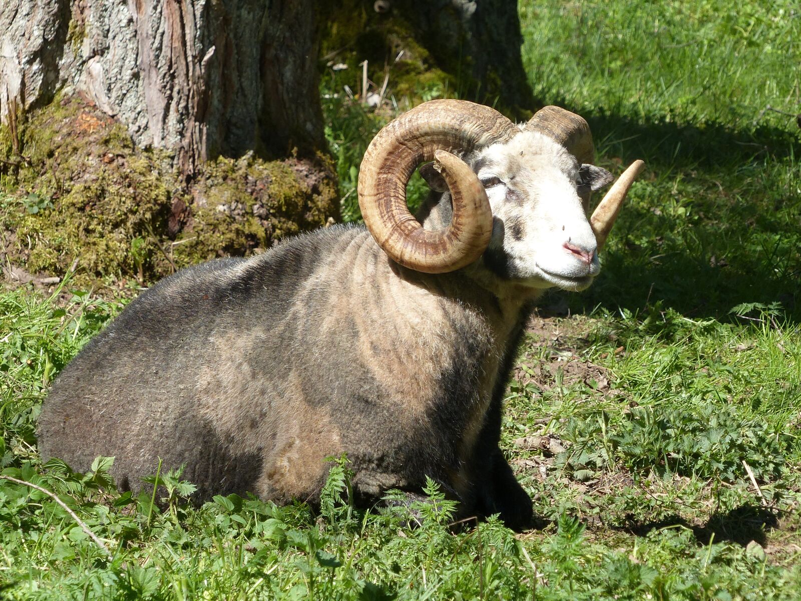 Panasonic Lumix DMC-FZ200 sample photo. Animals, park, grass photography