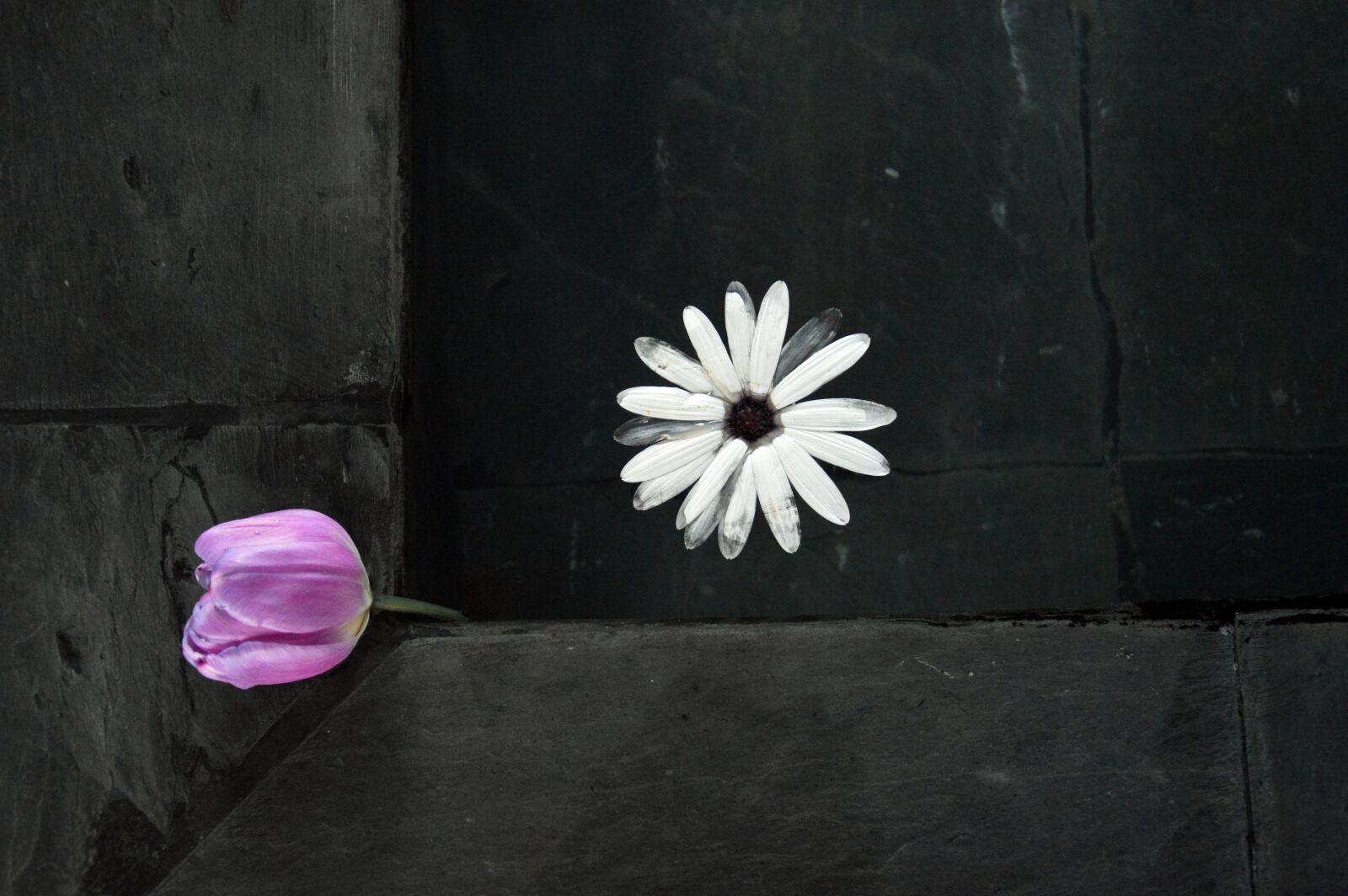 Nikon D3200 sample photo. Flower, decoration, fountain photography