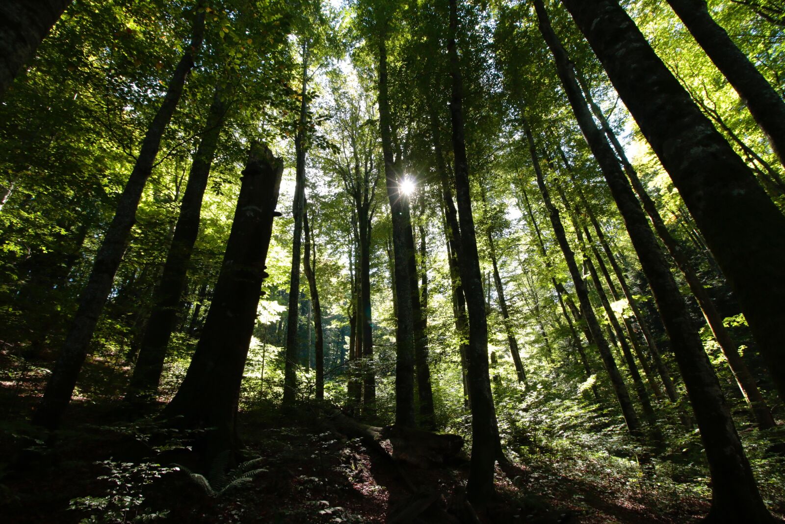 Canon EOS 70D sample photo. Nature, tourism, outdoor photography