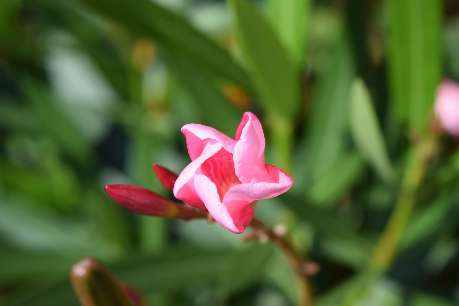 Nikon D5300 sample photo. Oleander, flower, blossom photography