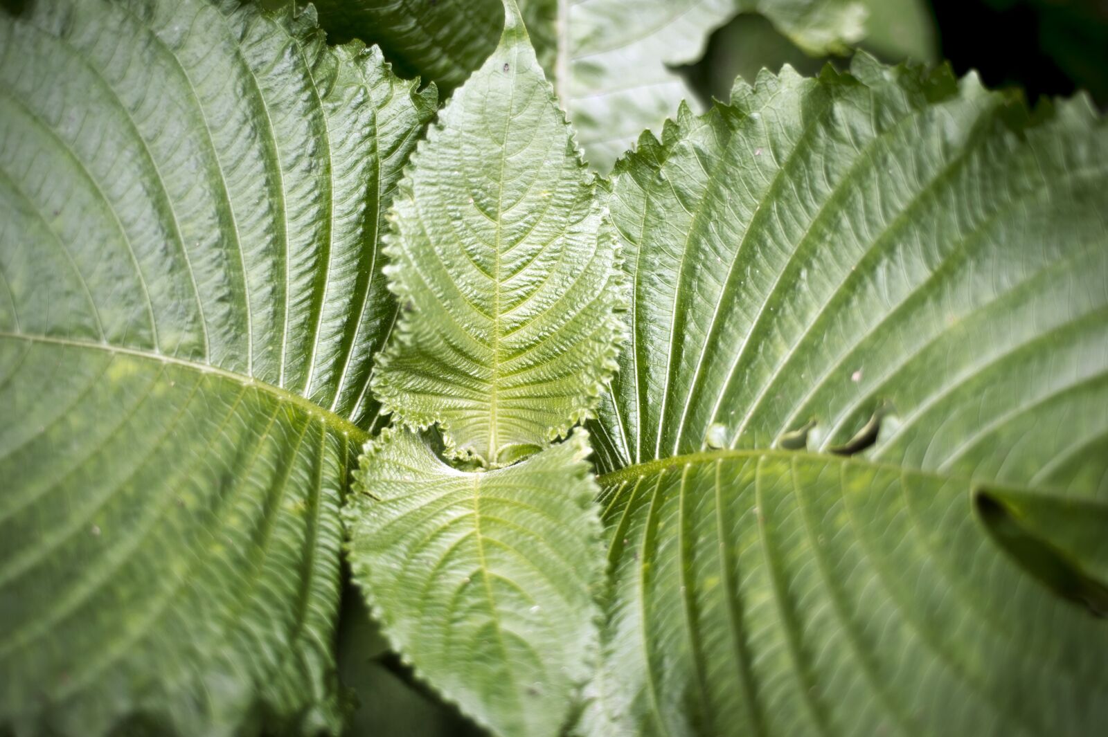 Nikon D4S sample photo. Fern, macro photography, foliage photography