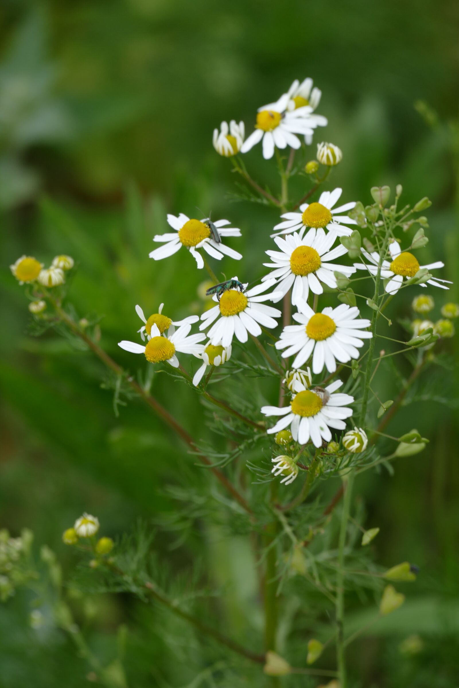 Panasonic Lumix DMC-FZ1000 sample photo. Chamomile, wanted, flowers photography