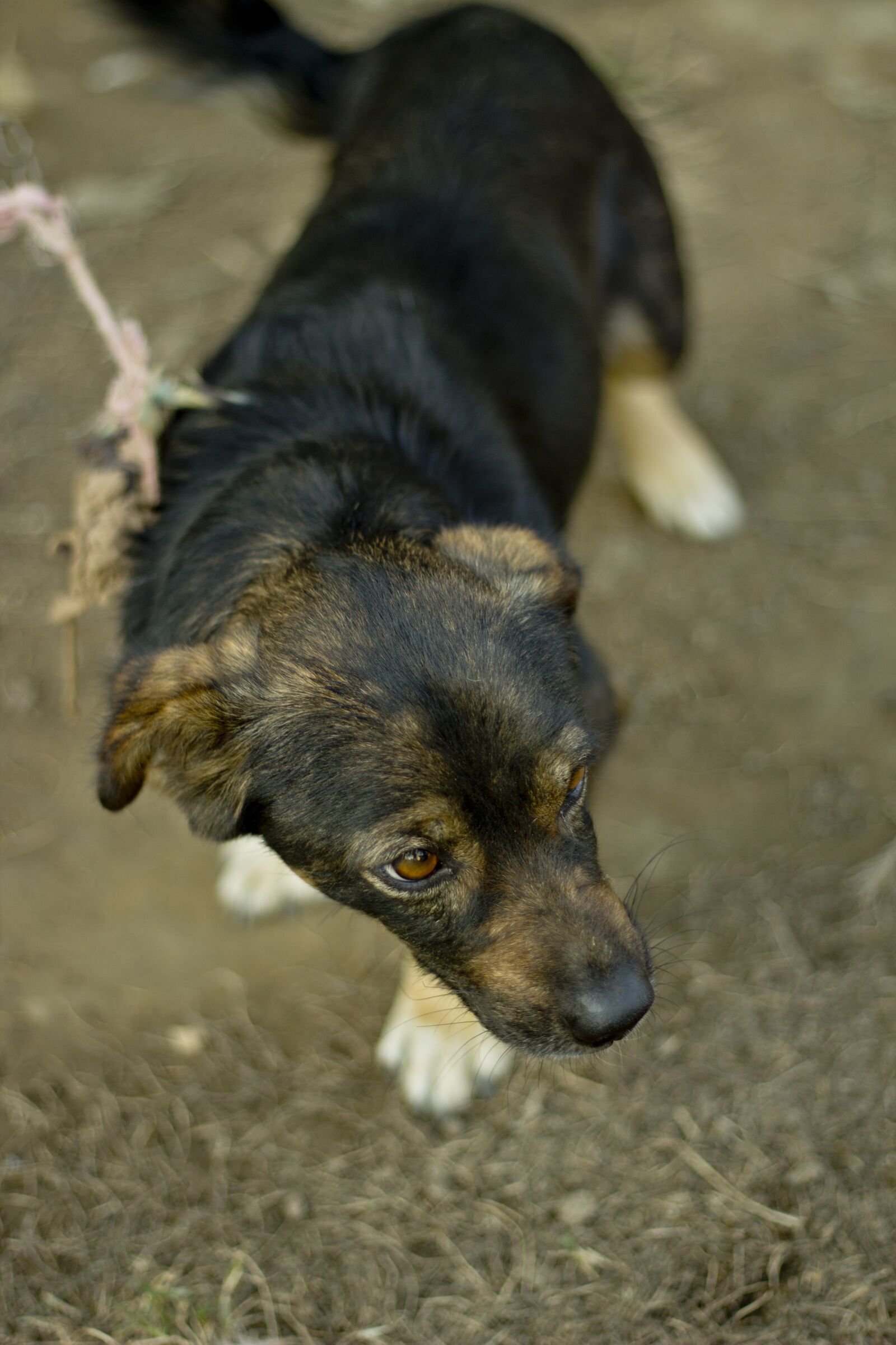 Canon EOS 600D (Rebel EOS T3i / EOS Kiss X5) + Canon EF 50mm F1.8 II sample photo. Dog, animal, pedigree photography