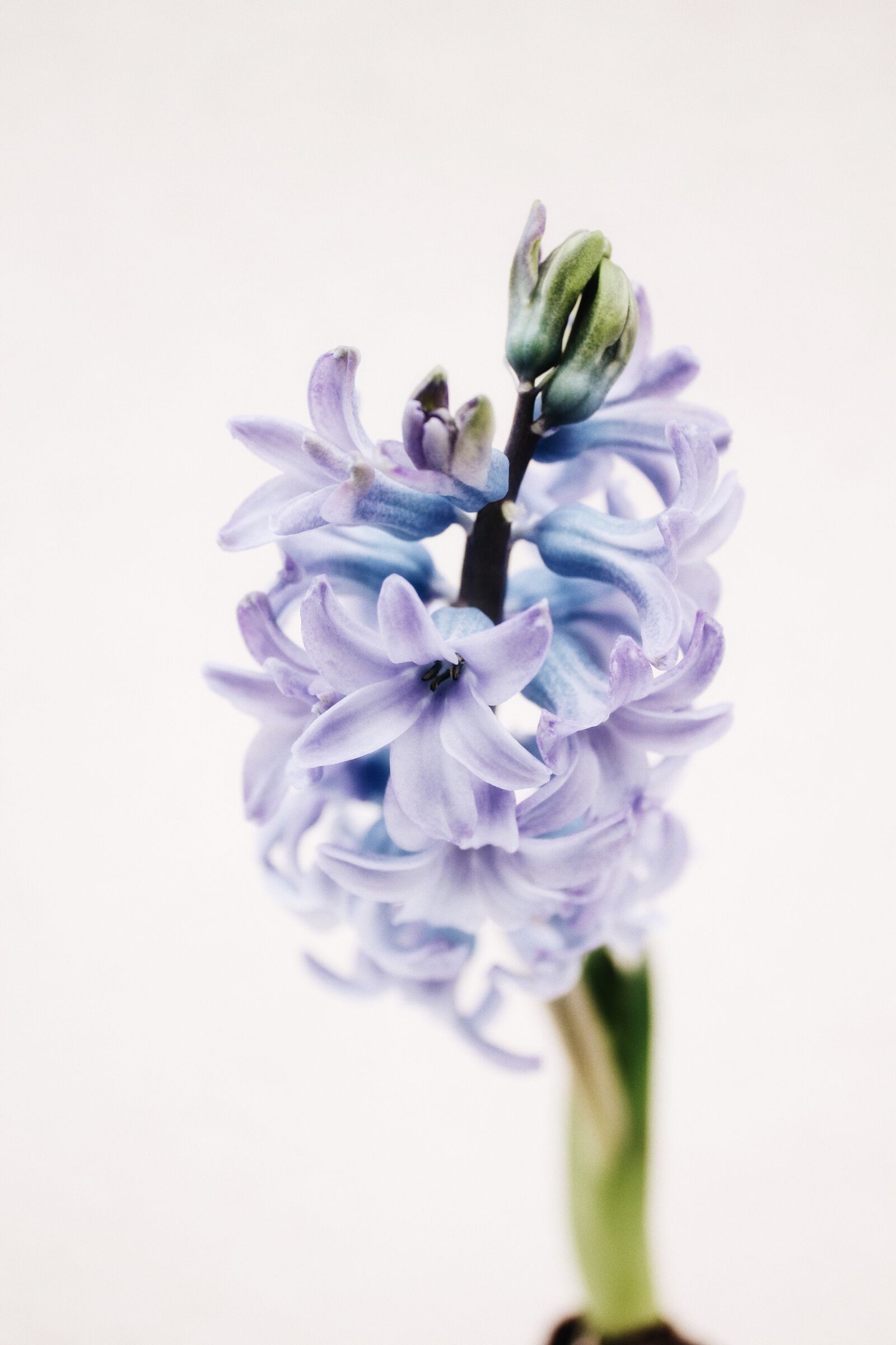 Canon EOS 1100D (EOS Rebel T3 / EOS Kiss X50) sample photo. Hyacinth, purple, spring photography