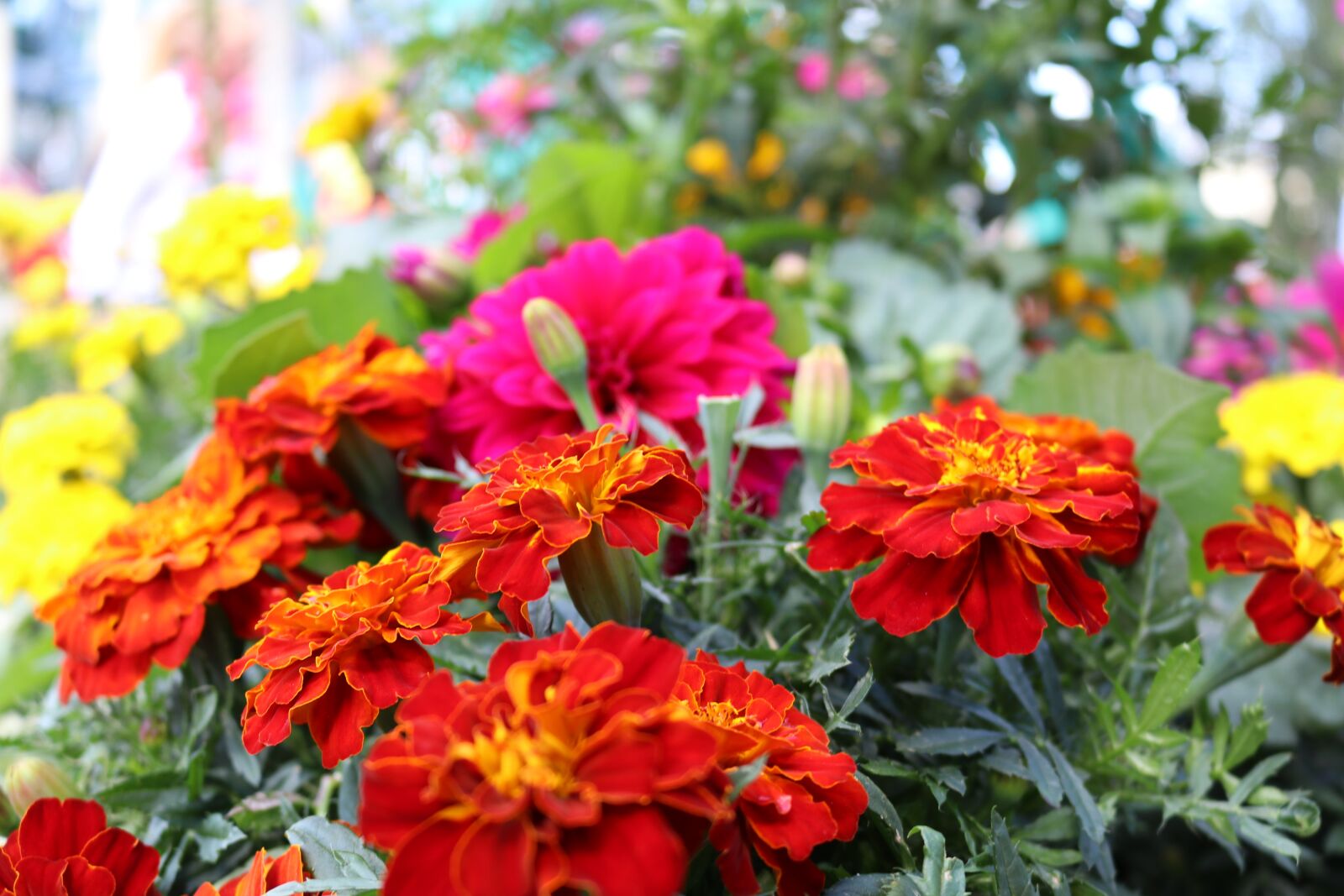 Canon EOS 80D sample photo. Flower, colorful flowers, flowers photography
