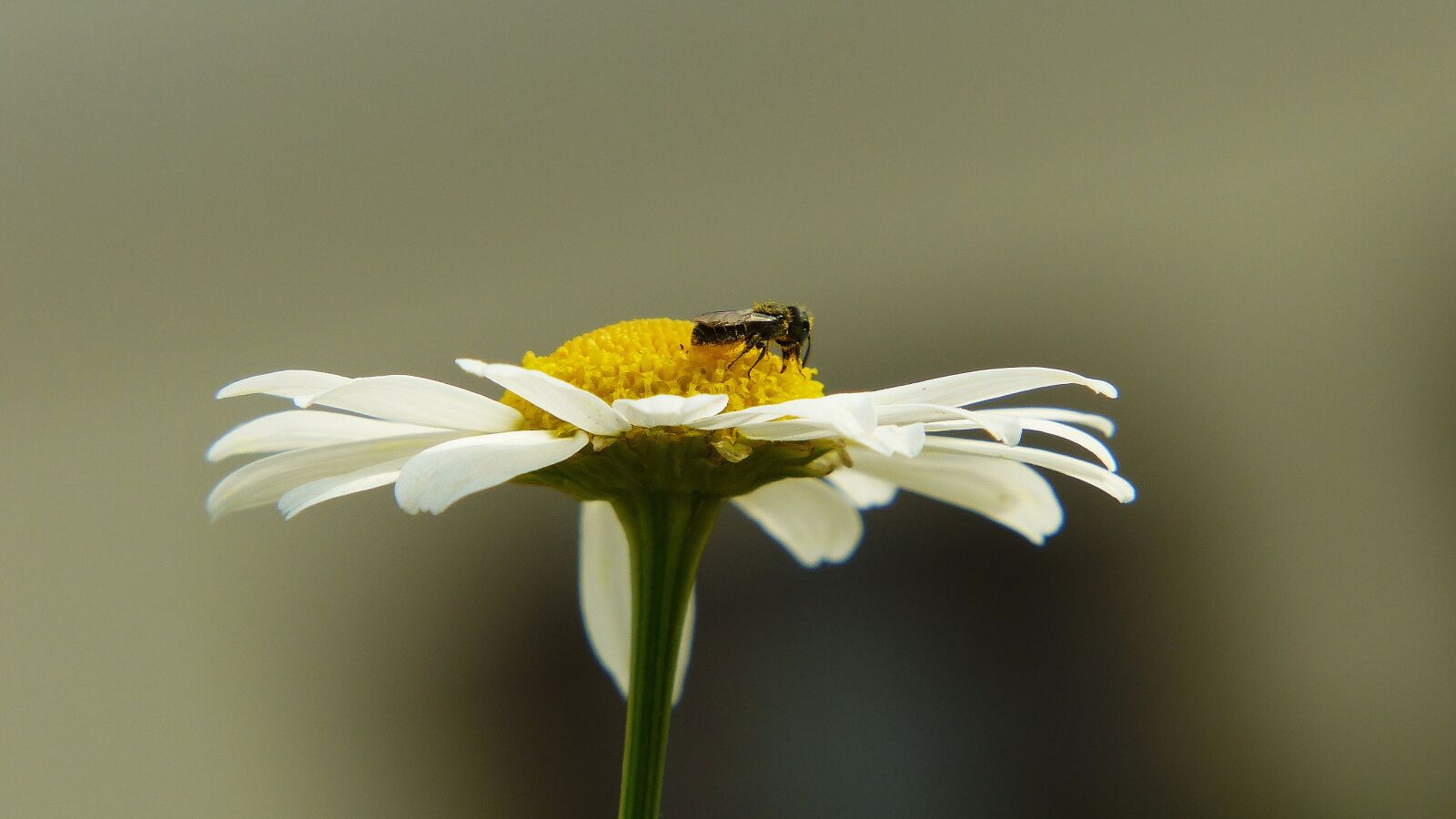 Panasonic Lumix DMC-FZ200 sample photo. Chamomile, insect, fly photography