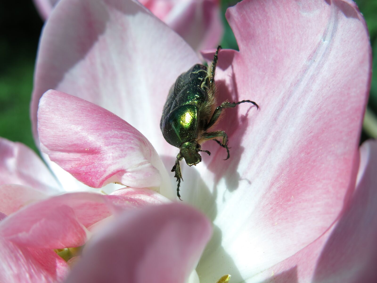 Canon PowerShot G15 sample photo. Shiny rose gold beetle photography