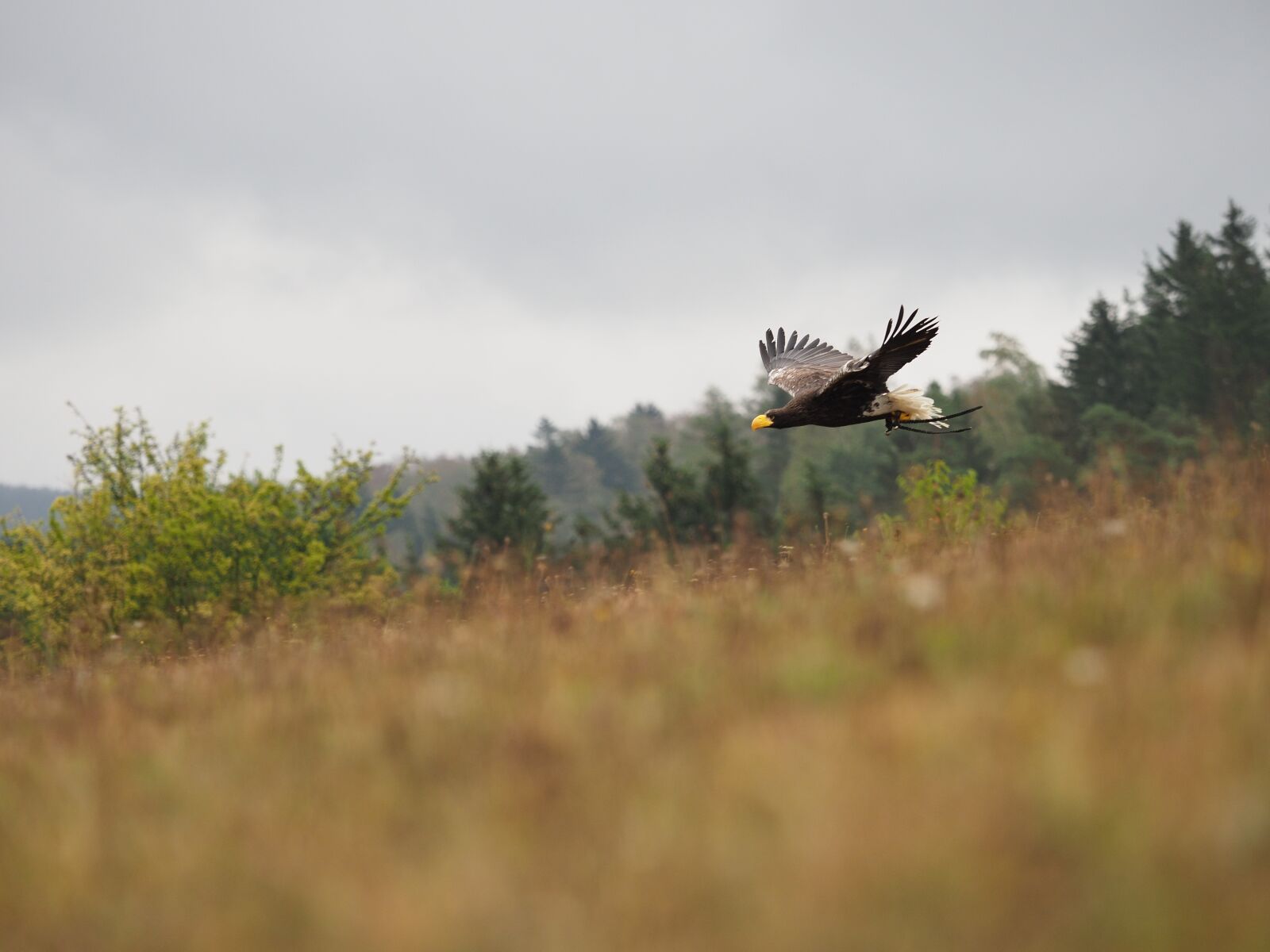 Olympus OM-D E-M1 Mark II + Olympus M.Zuiko Digital ED 40-150mm F2.8 Pro sample photo. Bird, animal, eagle photography