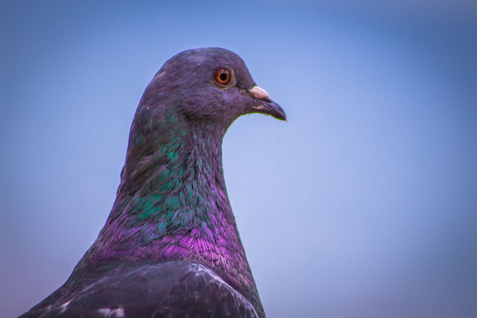 Canon EF 75-300mm f/4-5.6 sample photo. Paloma, bird, nature photography