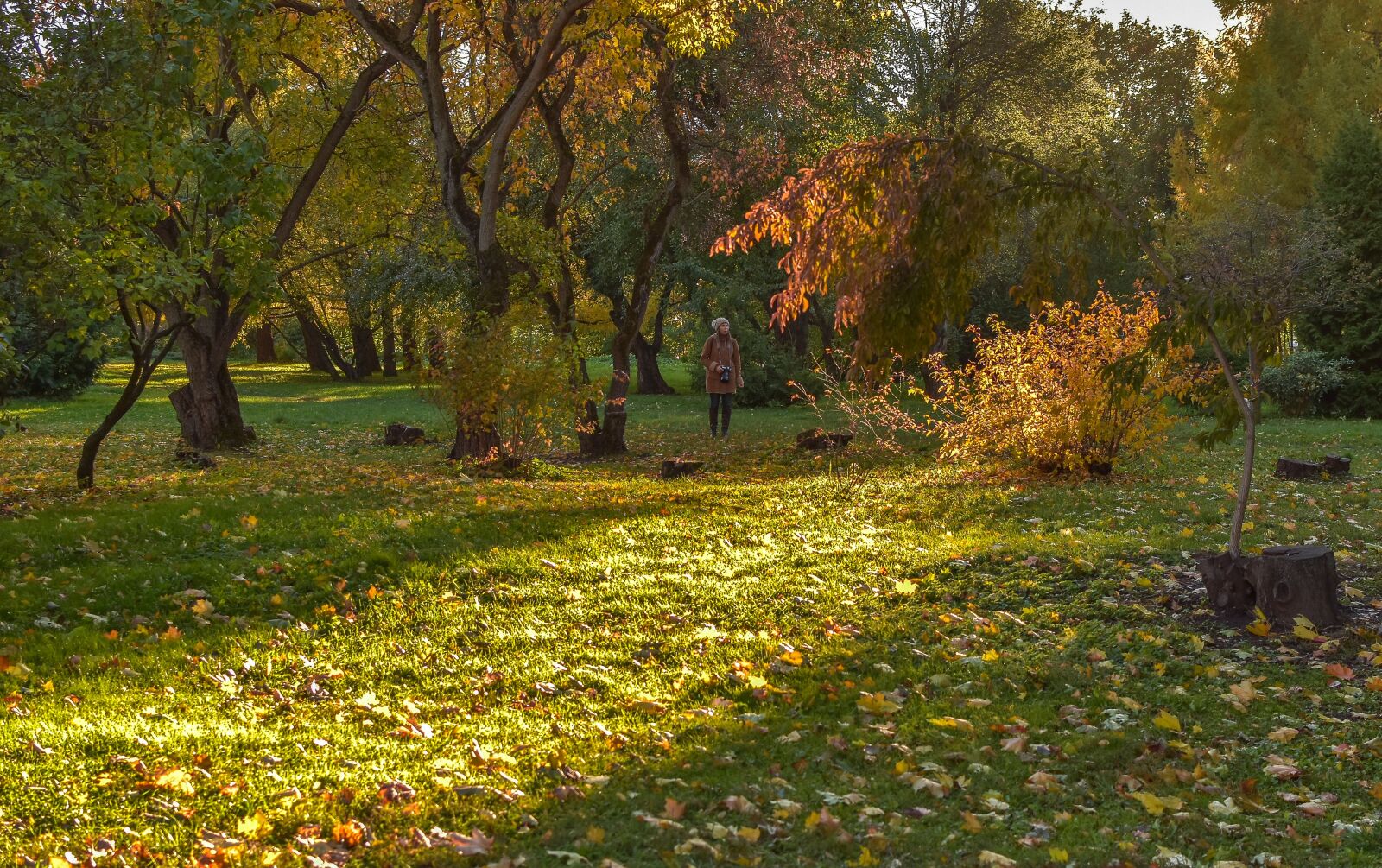 Nikon D5500 sample photo. Nature, autumn, landscape photography