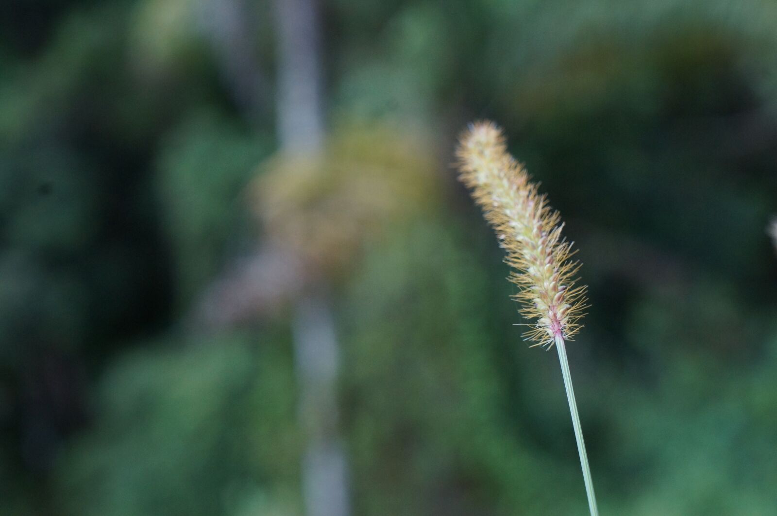 Sony Alpha NEX-F3 + Sony E 18-55mm F3.5-5.6 OSS sample photo. Seed, nature, green photography