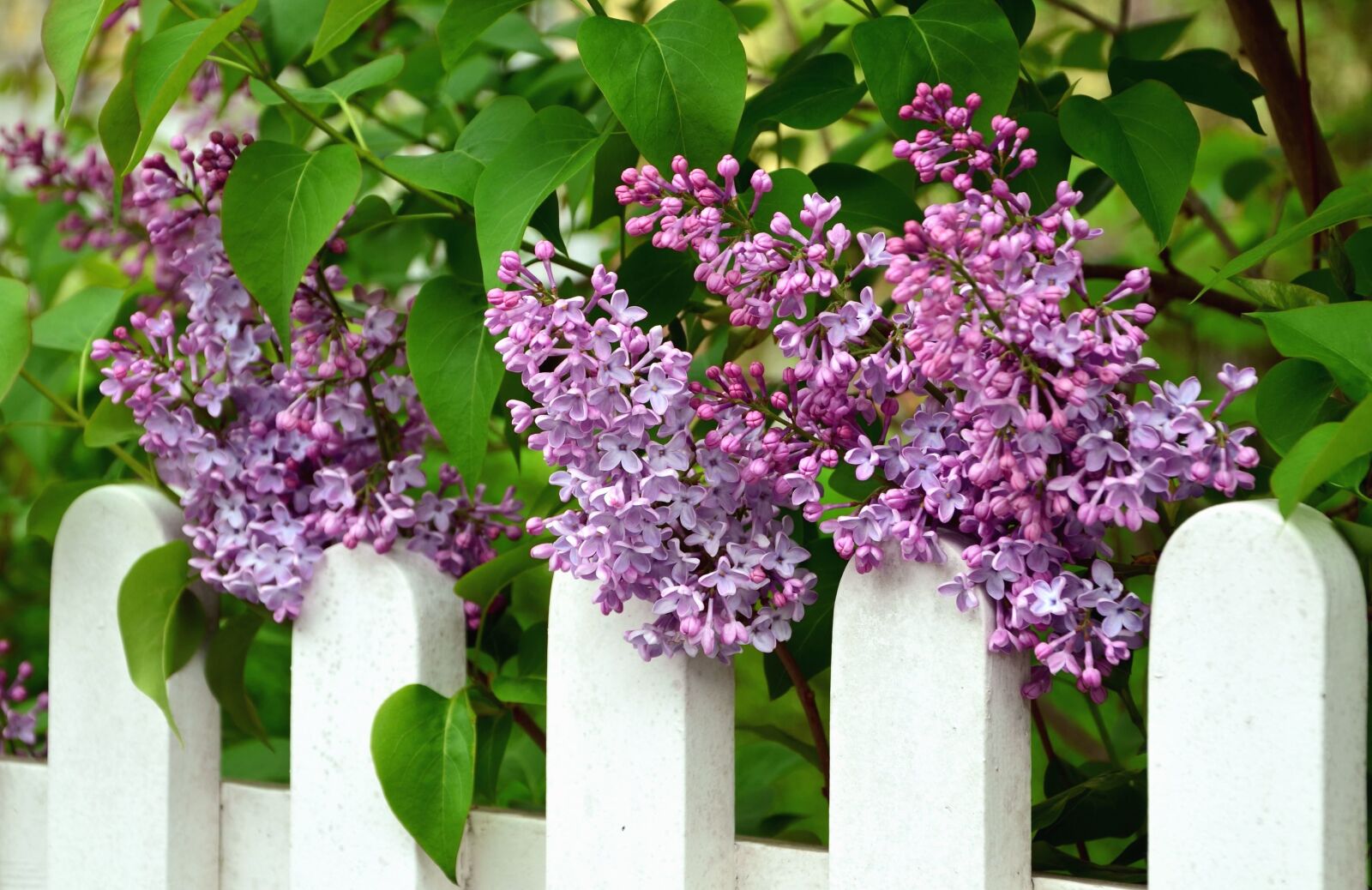 Nikon D5100 sample photo. Lilac, shrub, flower, flowering photography