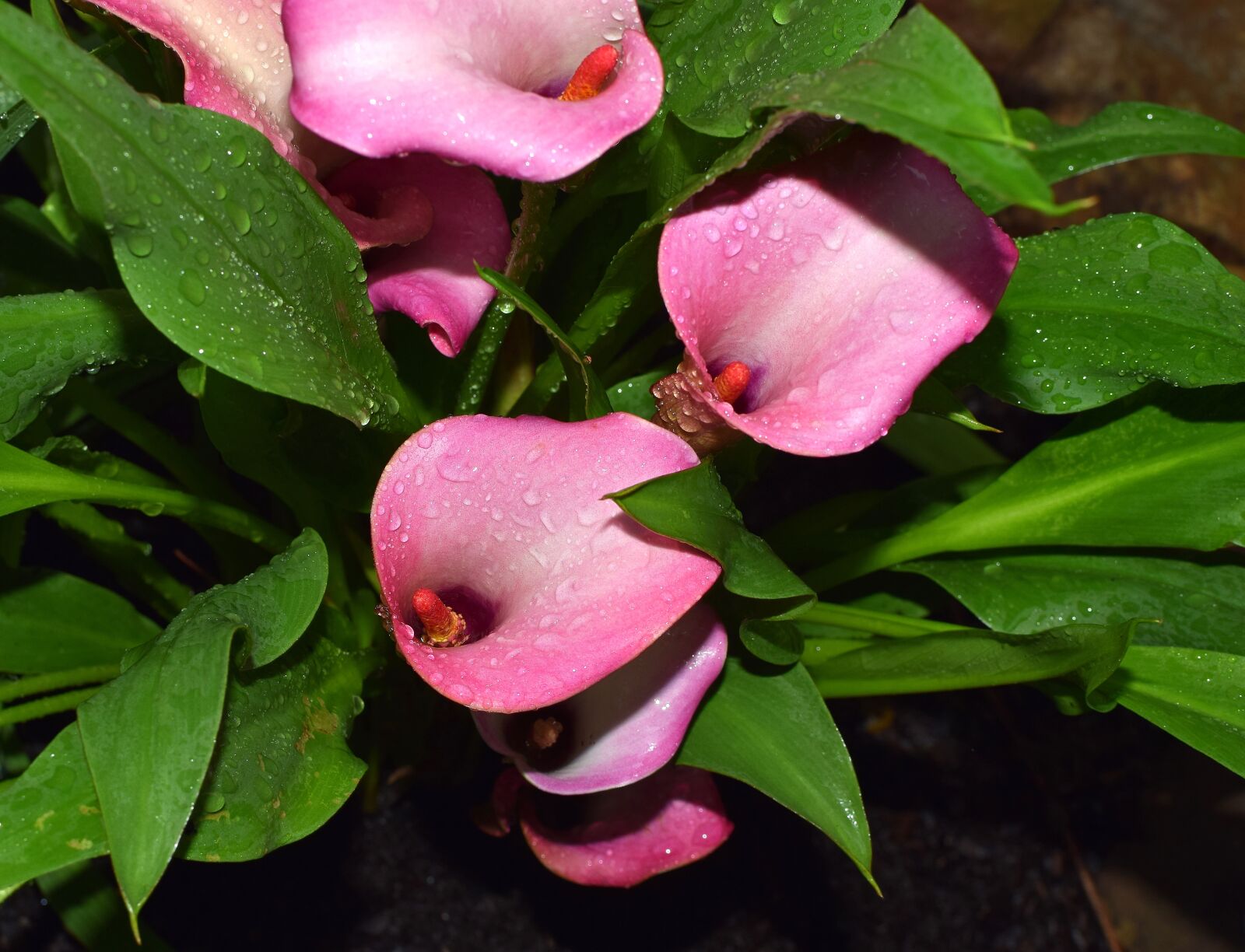 Nikon D3300 sample photo. Rain-wet calla lily, rain-wet photography