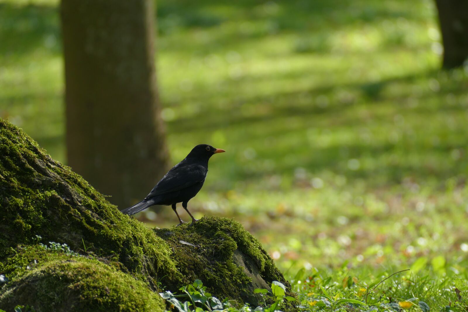 Panasonic Lumix DMC-FZ1000 sample photo. Bird, waiting, for photography