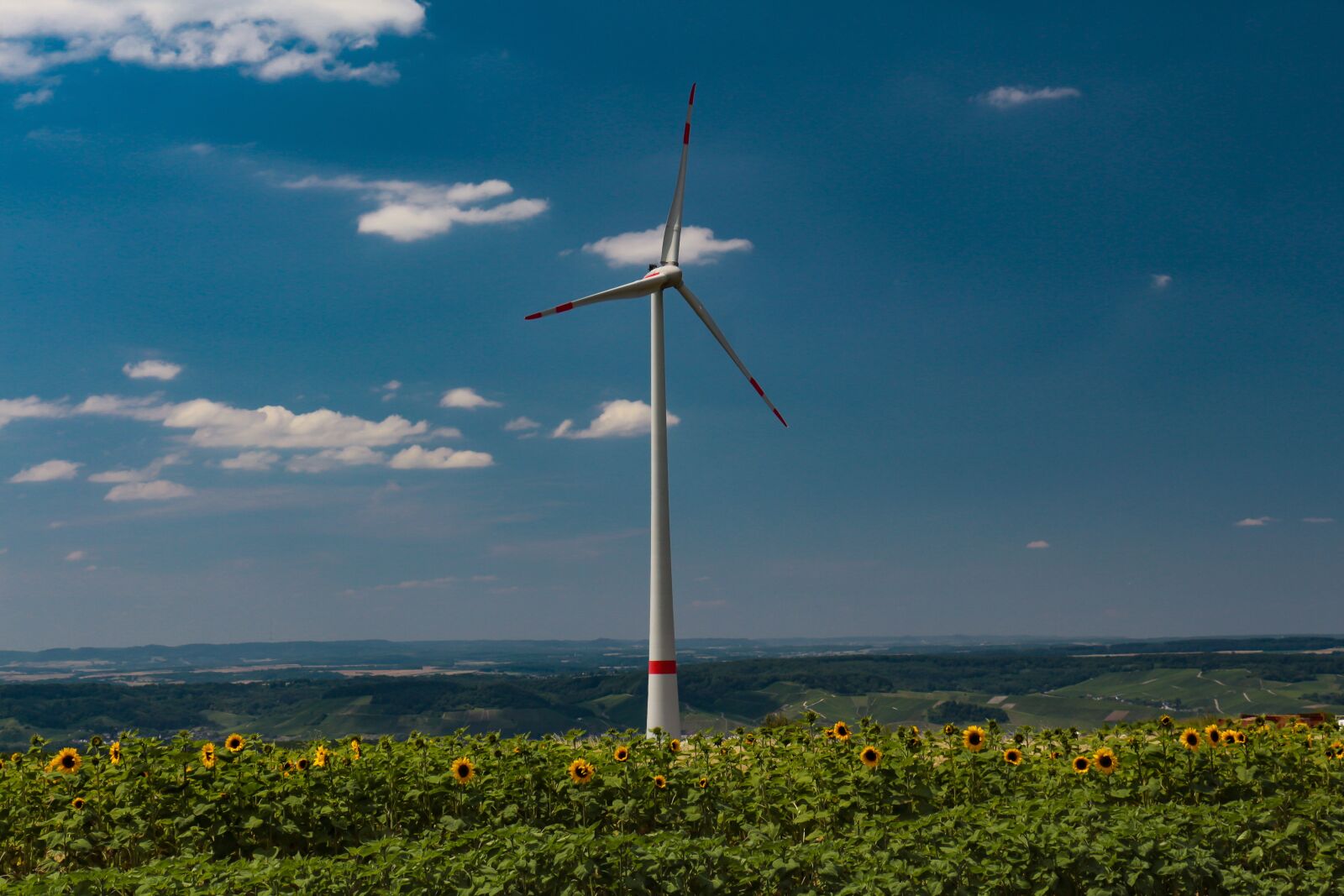 Canon EOS 700D (EOS Rebel T5i / EOS Kiss X7i) sample photo. Pinwheel, sunflower, wind energy photography