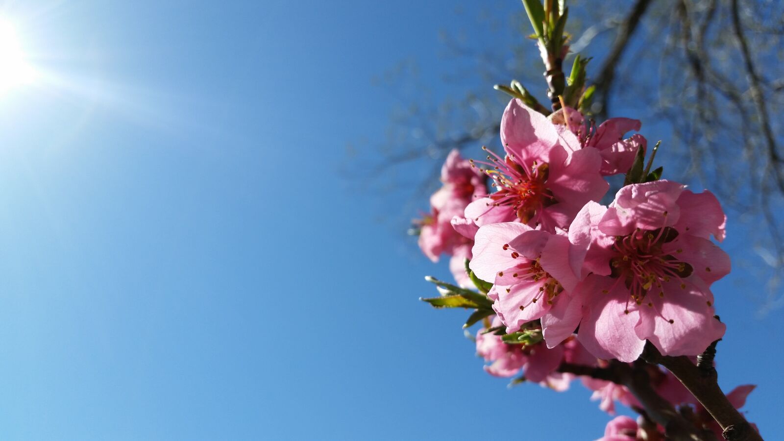 Samsung Galaxy S5 sample photo. Flowers, pink, pink flowers photography
