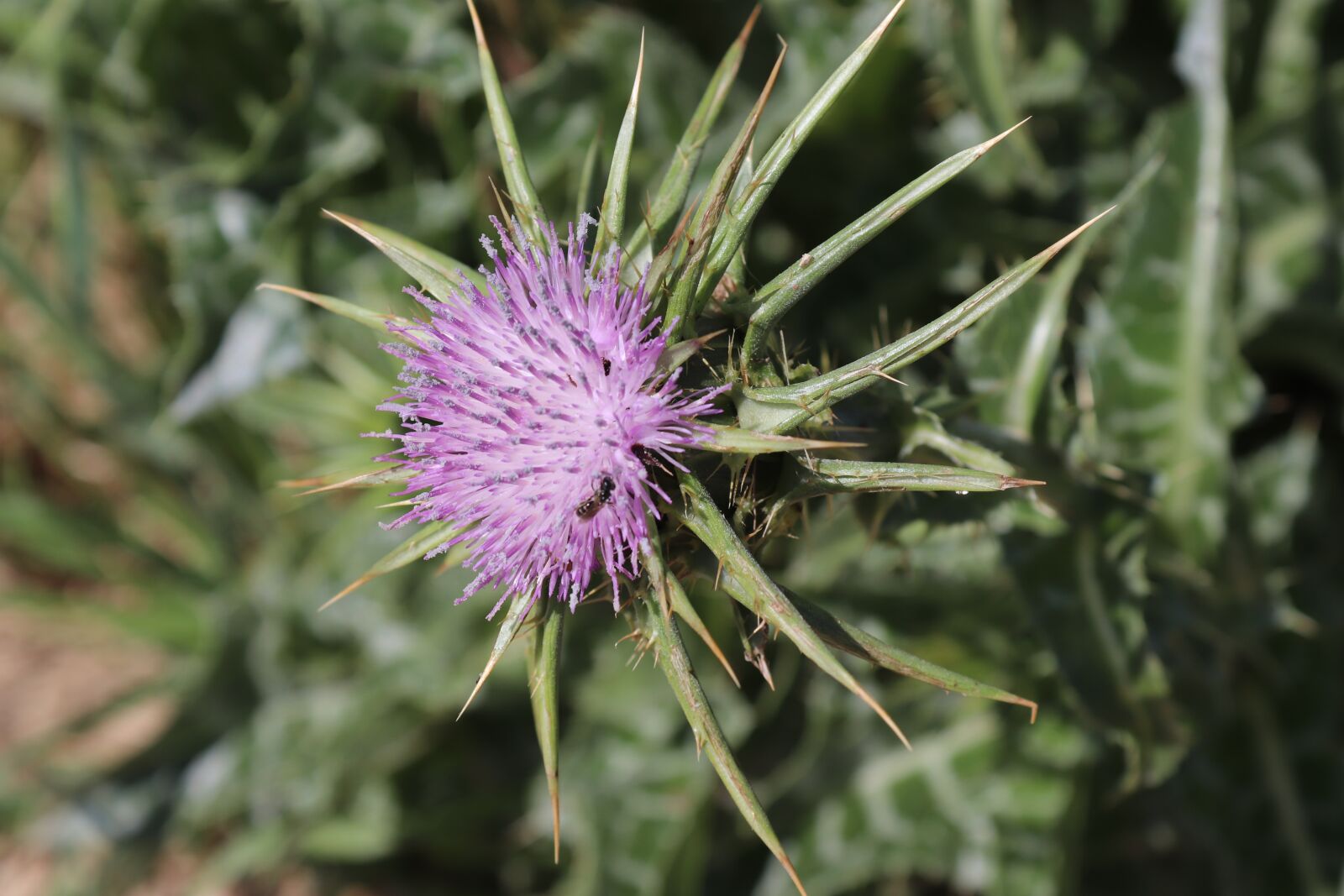 Canon EOS 200D (EOS Rebel SL2 / EOS Kiss X9) sample photo. Thorn, flower, green photography