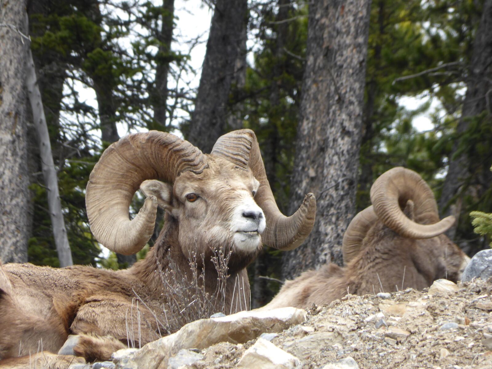 Panasonic Lumix DMC-ZS30 (Lumix DMC-TZ40) sample photo. Capricorn, ungulate, horn photography