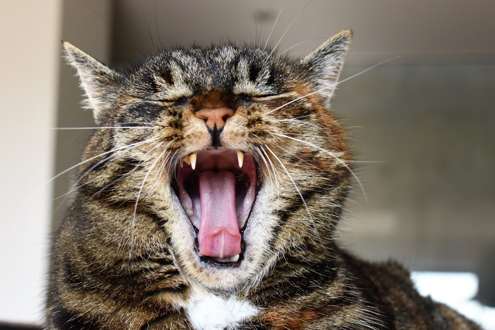 Nikon D5500 sample photo. Cat, mackerel, cats maul photography