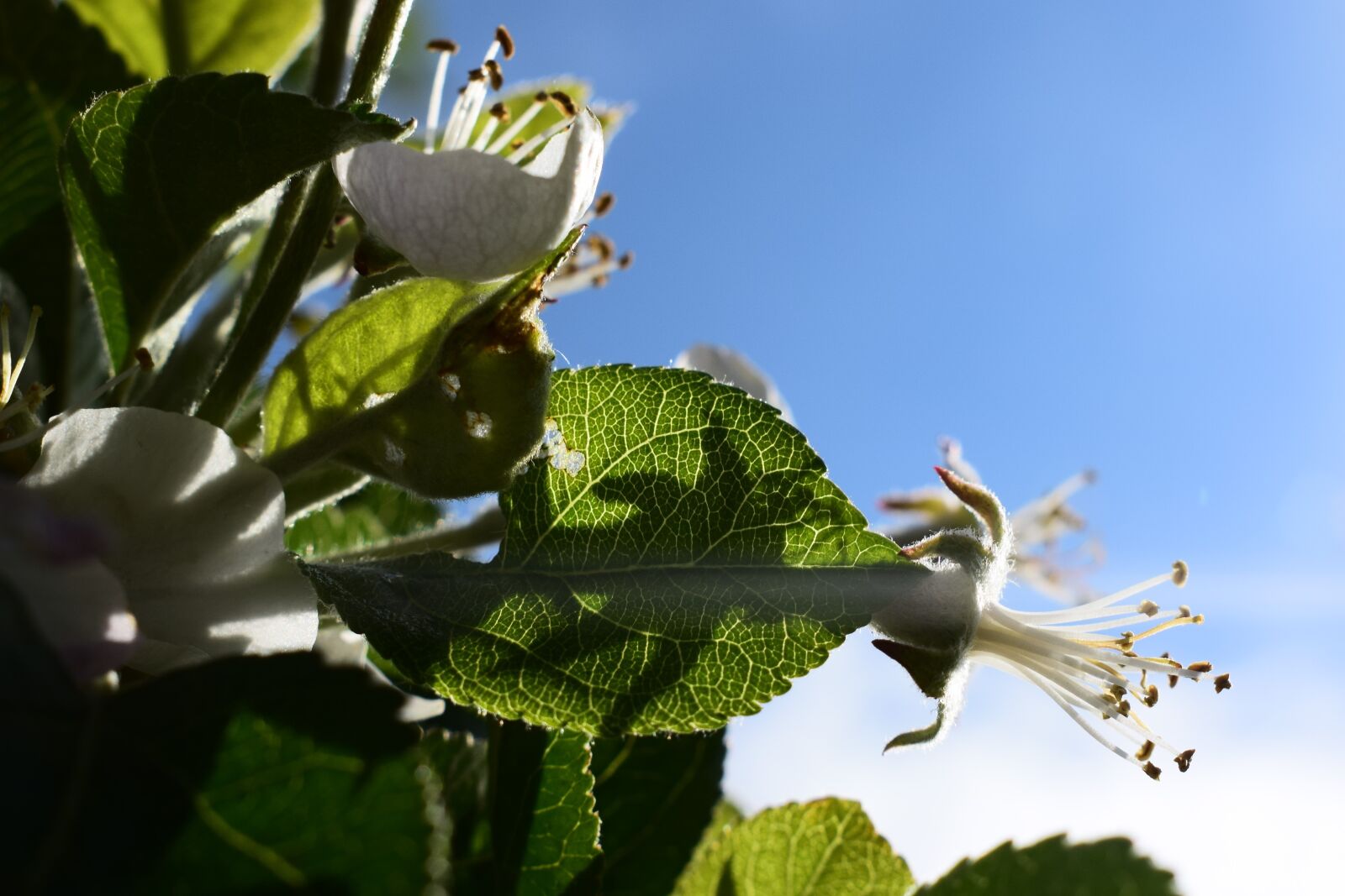 Nikon D3300 sample photo. Apple, flower, spring photography
