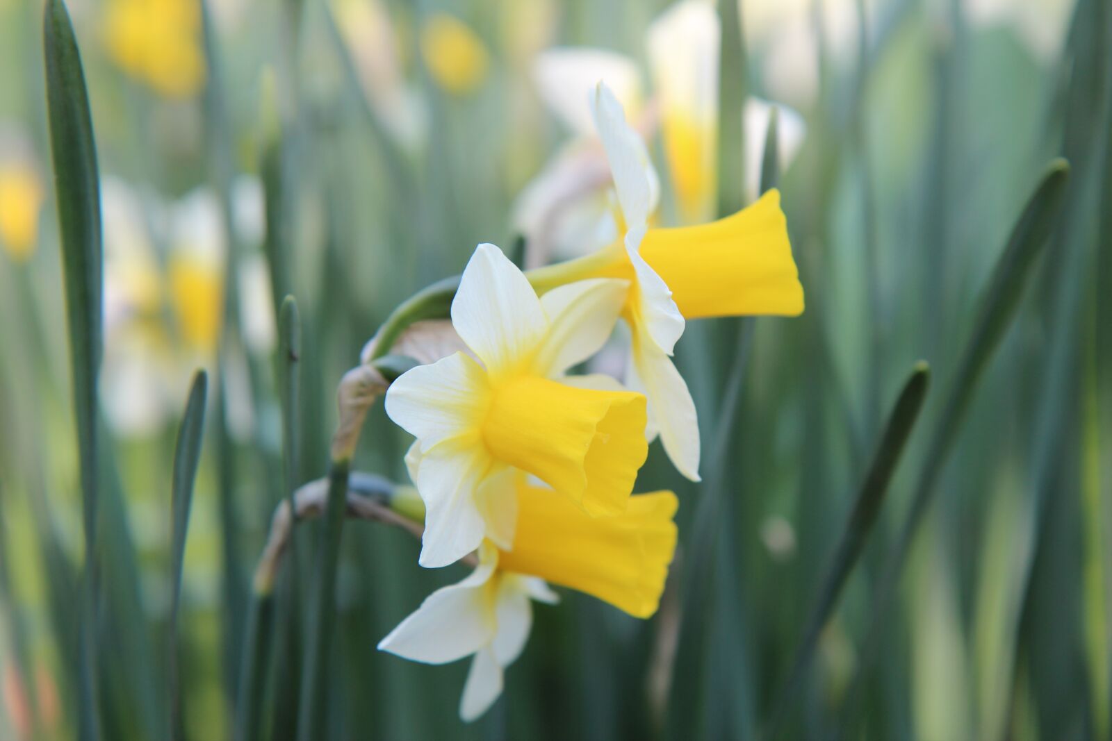 Canon EOS 600D (Rebel EOS T3i / EOS Kiss X5) sample photo. Narcissus, flowering, spring photography