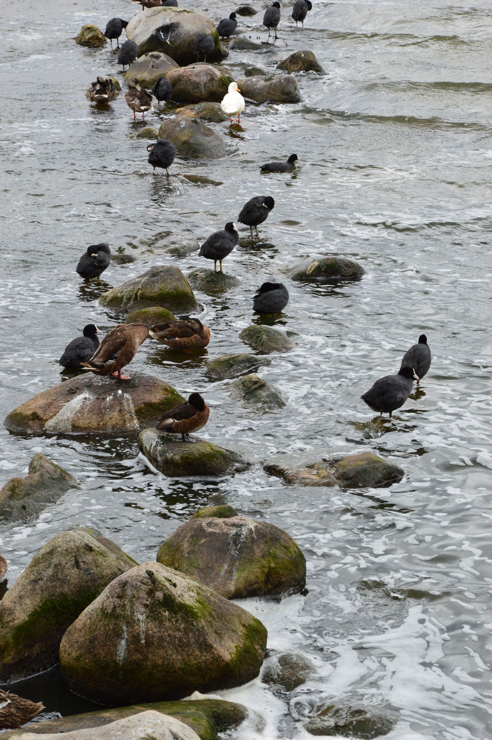 Nikon D3200 sample photo. Baltic sea, birds, gulls photography