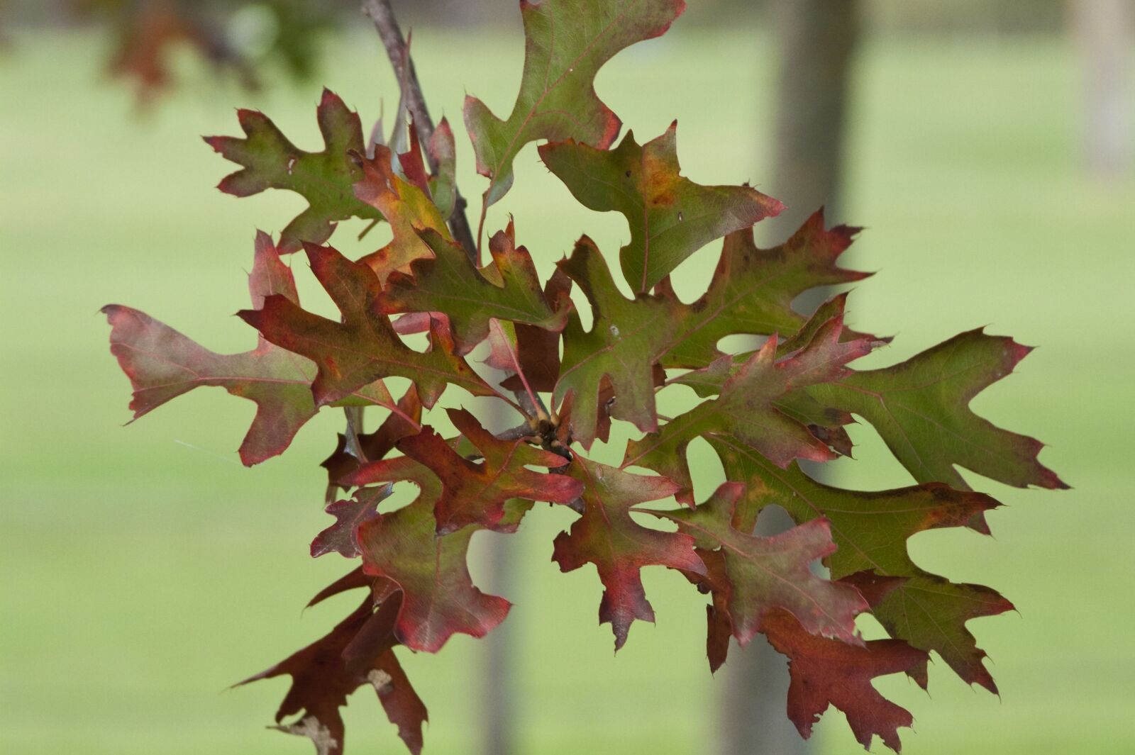 Panasonic DMC-FZ18 sample photo. Fall, leaves, oak photography