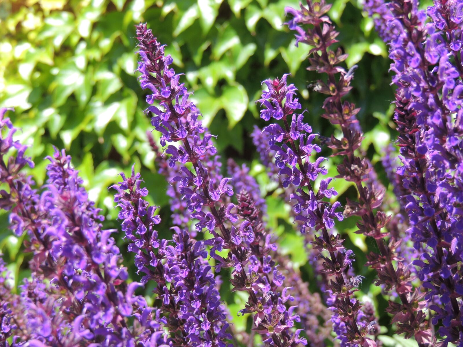 Nikon Coolpix P510 sample photo. Lavender, purple, flower photography