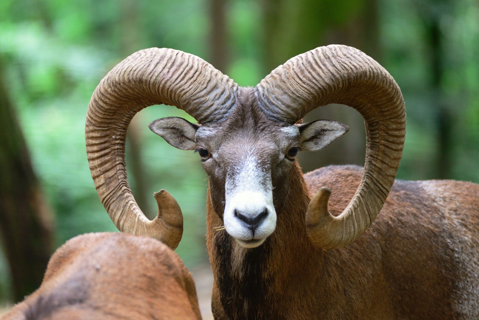 Nikon D610 sample photo. Mouflon, aries, animal photography