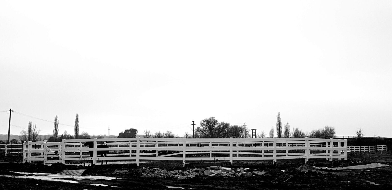 Samsung Galaxy S8+ sample photo. Horse, horse running, animal photography