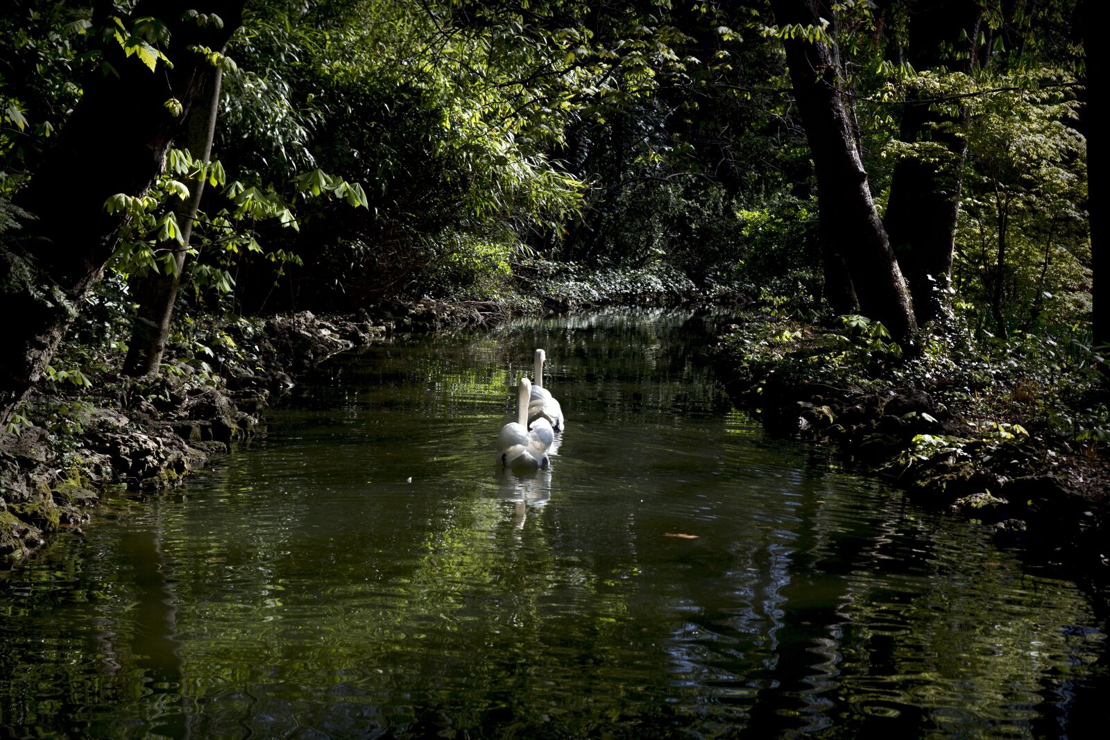 Canon EOS 6D sample photo. Swans, fauna, birds photography