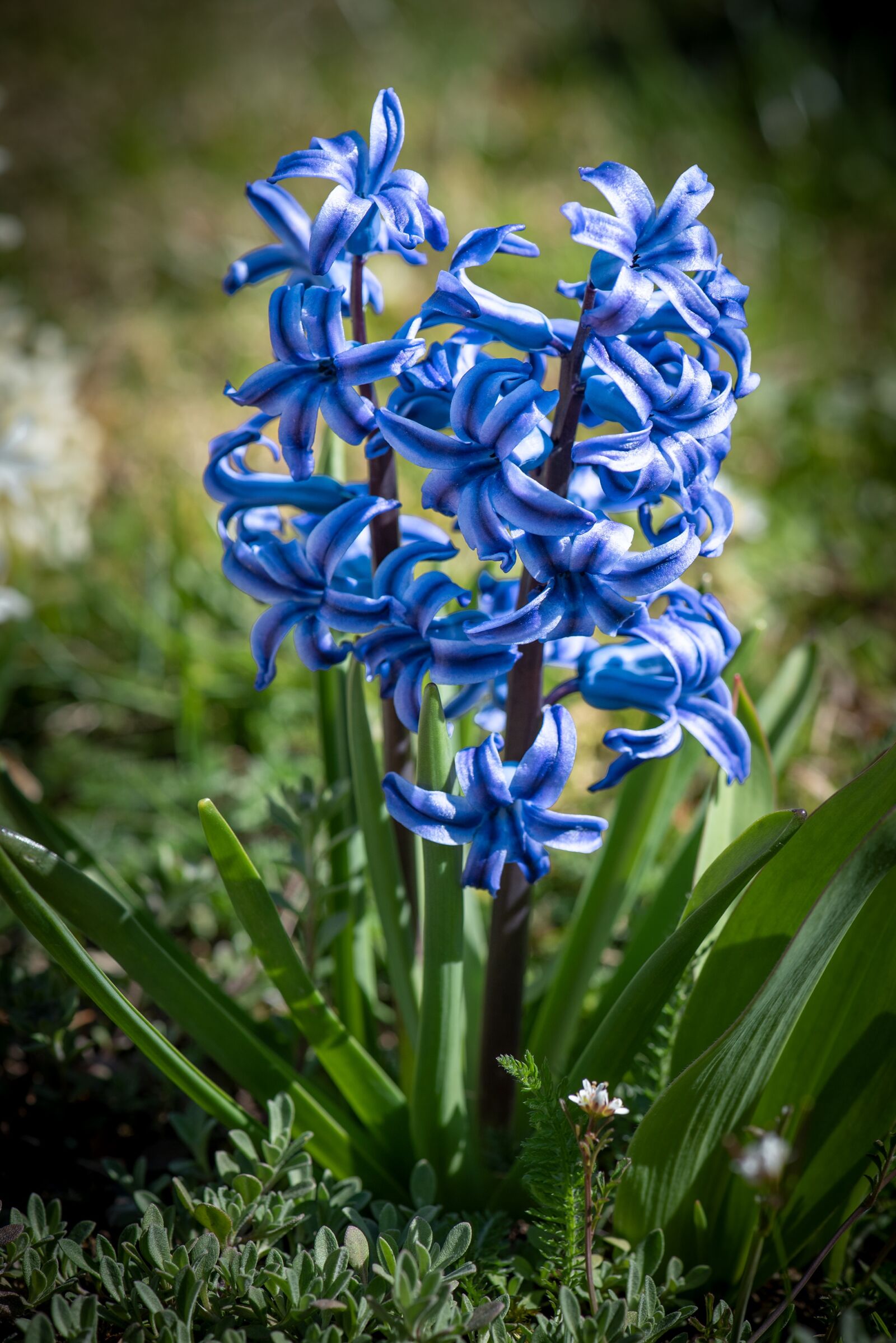 Nikon D750 sample photo. Hyacinth, blue, flower photography
