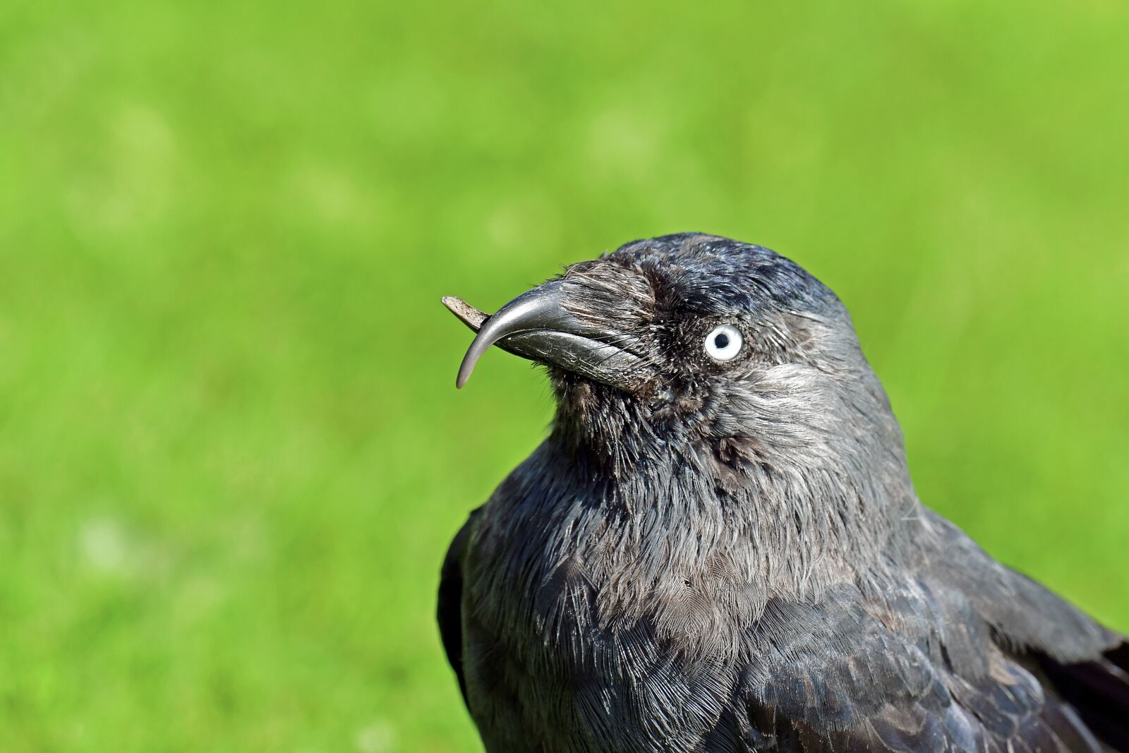 Nikon D500 sample photo. Jackdaw, beak abnormality, bird photography