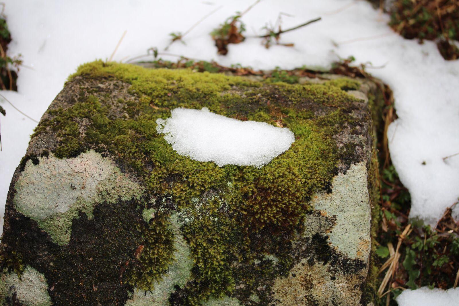 Canon EF-S 60mm F2.8 Macro USM sample photo. Nature, water, outdoors photography