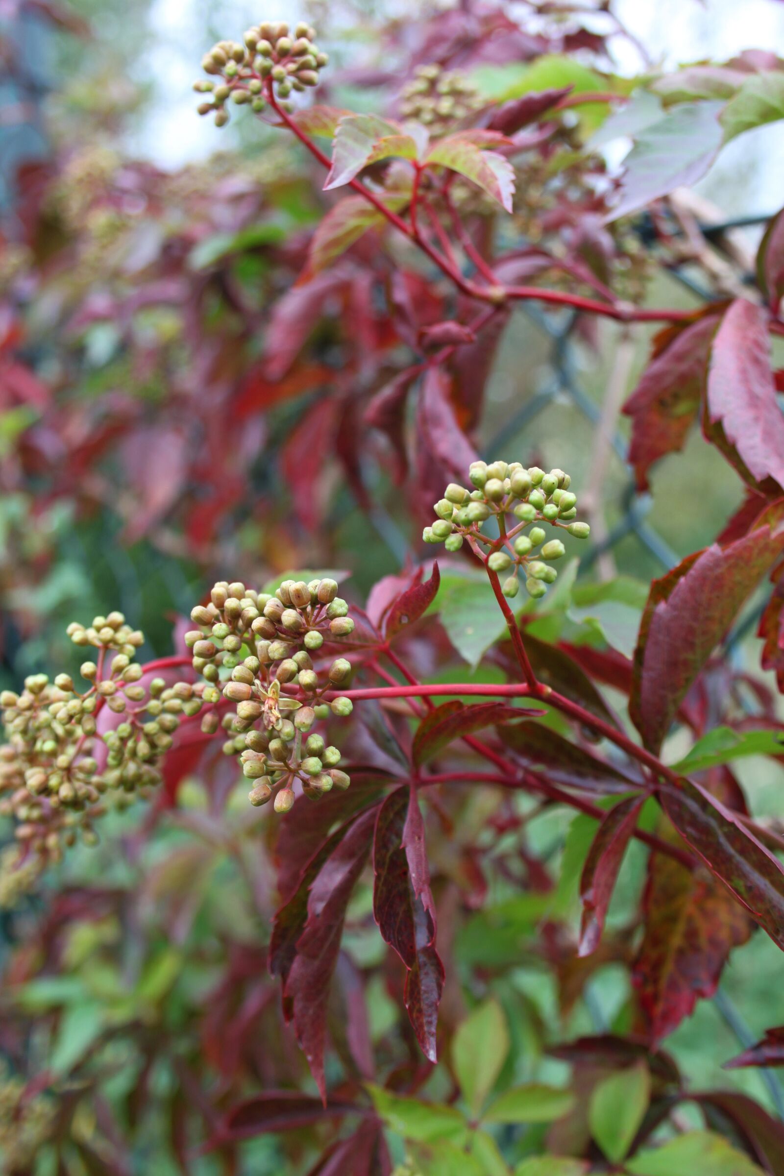 Canon EOS 500D (EOS Rebel T1i / EOS Kiss X3) sample photo. Autumn, foliage, red leaves photography