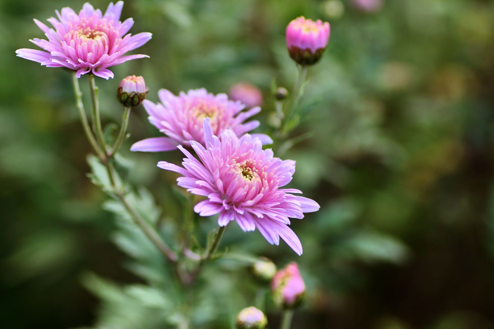 Tamron SP 90mm F2.8 Di VC USD 1:1 Macro sample photo. Chrysanthemum, flower, nature photography