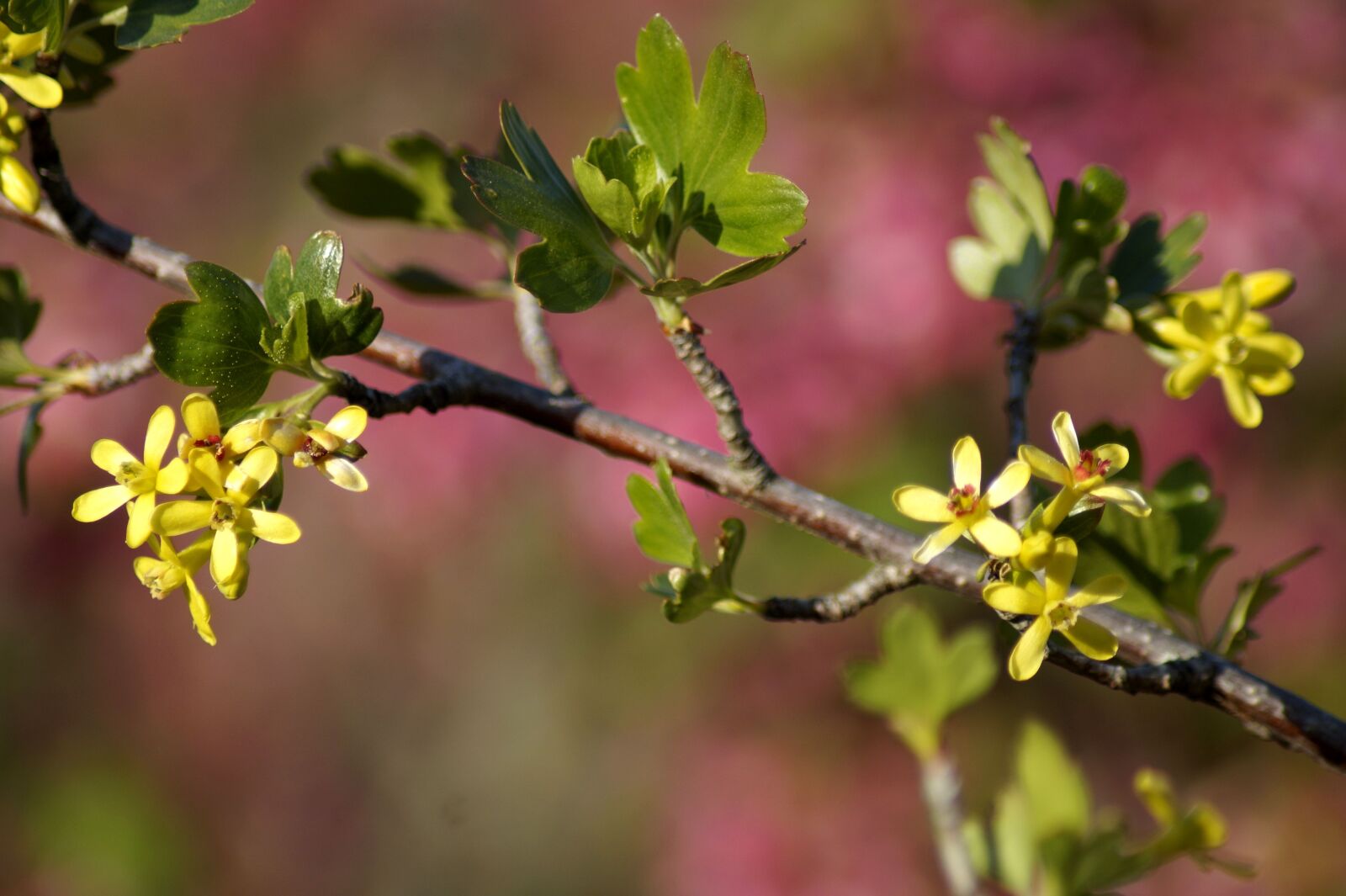 Sony SLT-A58 sample photo. Branch, spring, nature photography