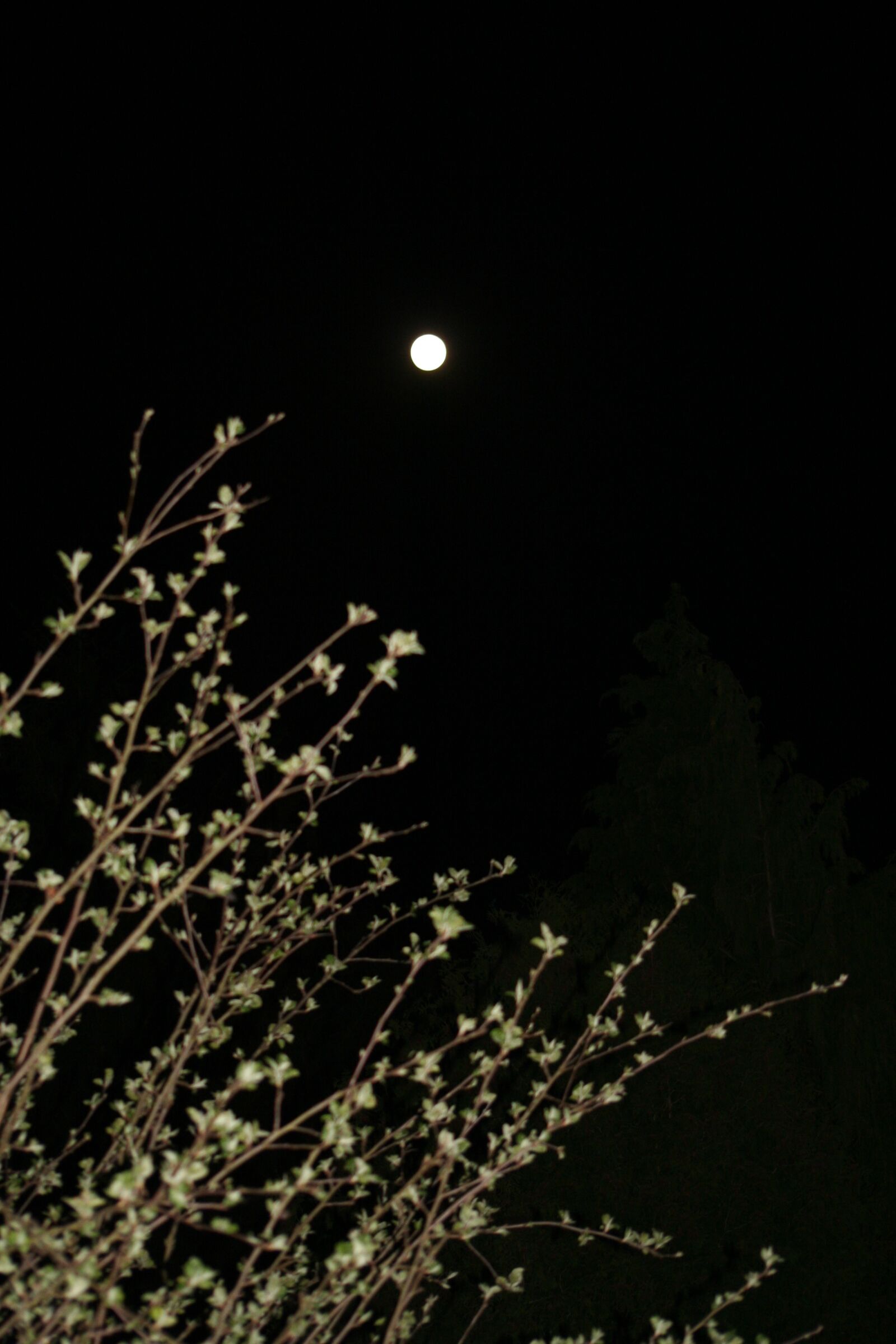 Canon EOS 350D (EOS Digital Rebel XT / EOS Kiss Digital N) sample photo. Vollmond, himmel, stimmung photography