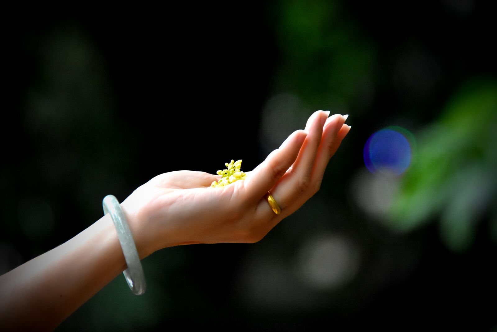 Nikon D7200 sample photo. Hands, light, flower photography